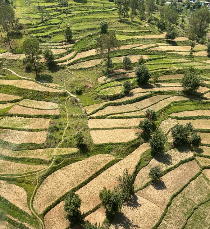 terrace_farming_documentary_810x830_final